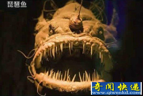 深海怪鱼大集合 长的也太诡异了吧