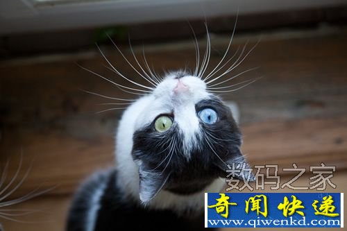 奇妙的阴阳眼喵星人