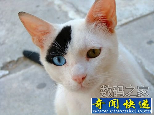 奇妙的阴阳眼喵星人