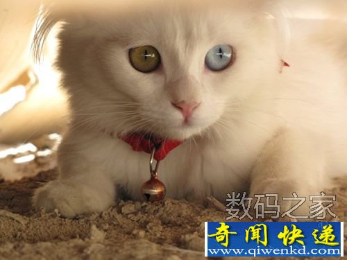 奇妙的阴阳眼喵星人