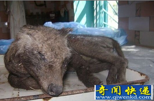 乌克兰惊现奇特生物疑似吸血鬼怪兽:长相似狐狸又似袋鼠