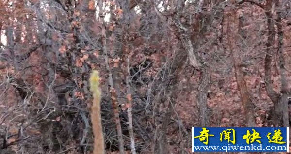 美国犹他州再现“野人”出没