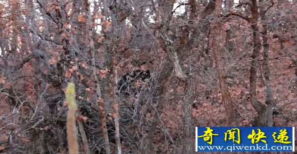 美国犹他州再现“野人”出没