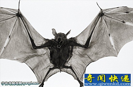 世界各地惊现吸血怪兽 世上真的有吸血鬼吗