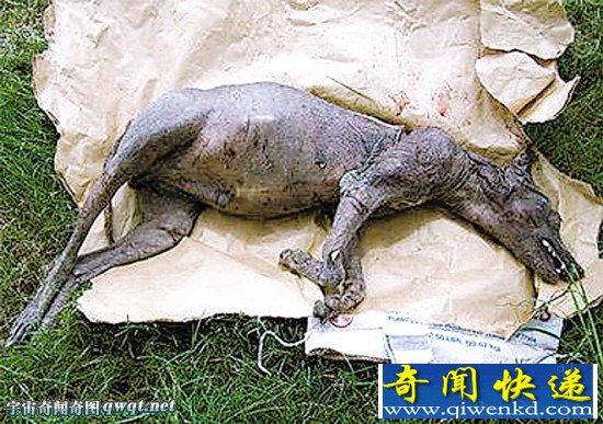 世界各地惊现吸血怪兽 世上真的有吸血鬼吗
