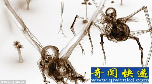 神秘关联性 人类与动物的杂交体