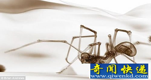 神秘关联性 人类与动物的杂交体