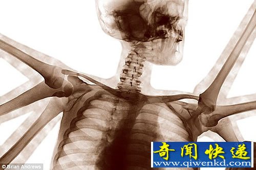 神秘关联性 人类与动物的杂交体