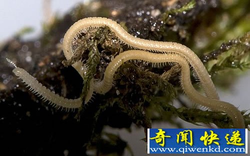 “怪虫”拥有750条腿 世界上腿最多的动物一度被认为已经灭绝