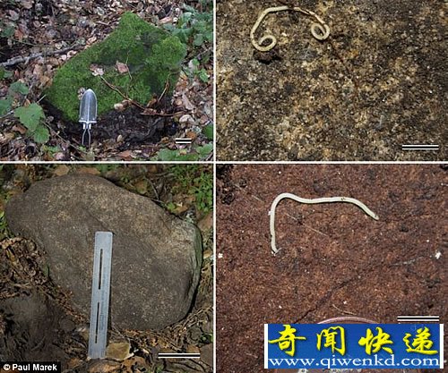 “怪虫”拥有750条腿 世界上腿最多的动物一度被认为已经灭绝