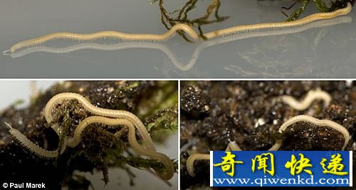 “怪虫”拥有750条腿 世界上腿最多的动物一度被认为已经灭绝