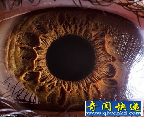 “心灵的窗户” 微距展示人眼虹膜不同寻常的细节