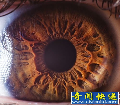 “心灵的窗户” 微距展示人眼虹膜不同寻常的细节