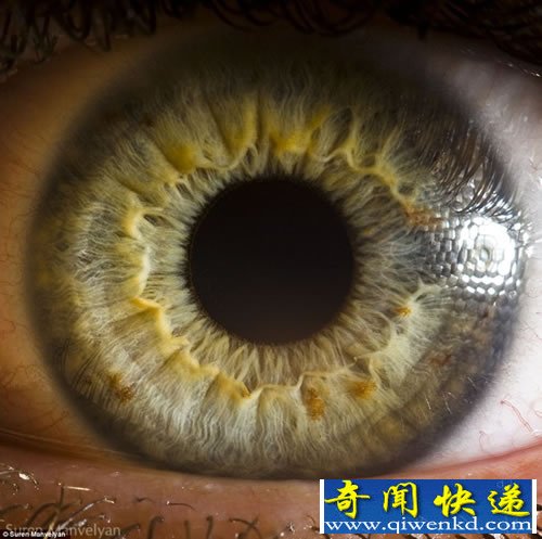 “心灵的窗户” 微距展示人眼虹膜不同寻常的细节