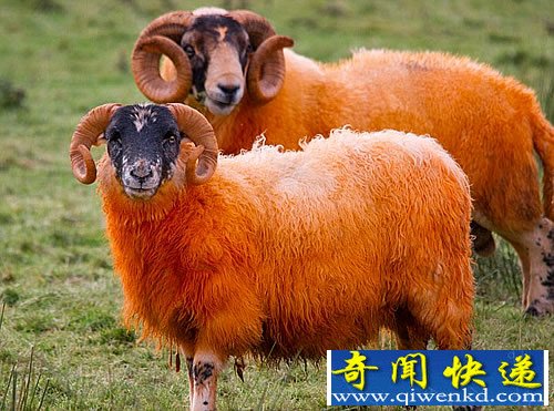 防盗新绝招 鲜艳橙色的“火星”羊不易被盗