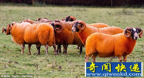 防盗新绝招 鲜艳橙色的“火星”羊不易被盗