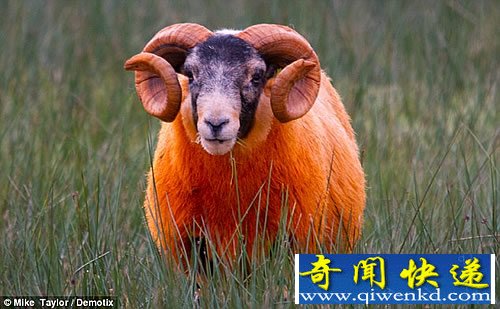 防盗新绝招 鲜艳橙色的“火星”羊不易被盗
