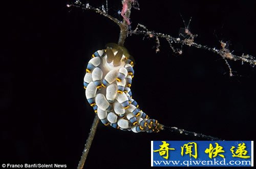五颜六色 生活在海底的地球上最奇特的“外星生物”