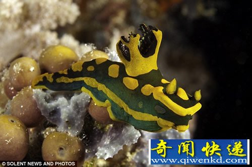 五颜六色 生活在海底的地球上最奇特的“外星生物”