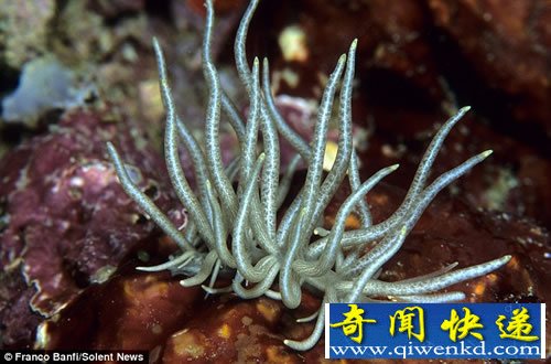 五颜六色 生活在海底的地球上最奇特的“外星生物”