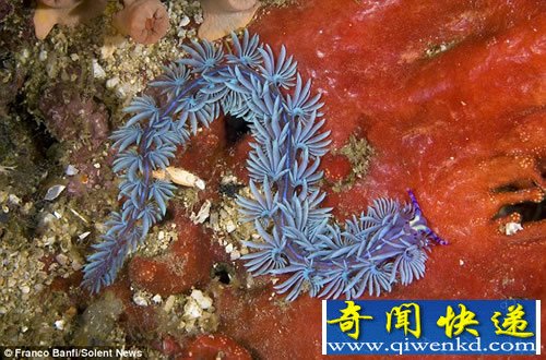 五颜六色 生活在海底的地球上最奇特的“外星生物”