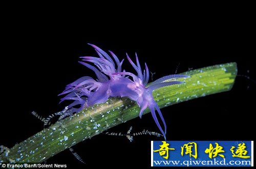 五颜六色 生活在海底的地球上最奇特的“外星生物”