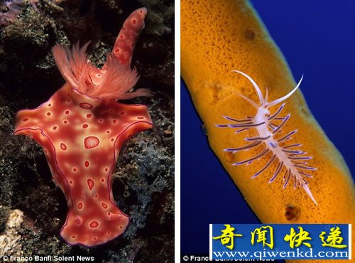 五颜六色 生活在海底的地球上最奇特的“外星生物”