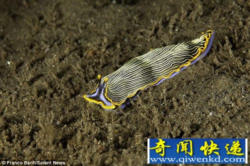 五颜六色 生活在海底的地球上最奇特的“外星生物”