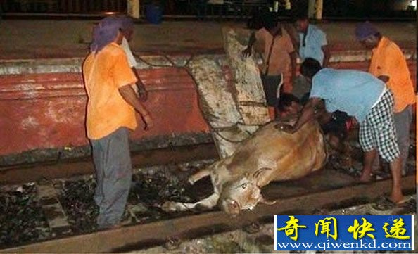 印度一男子“强暴”母牛 母牛因受伤太重不治而亡