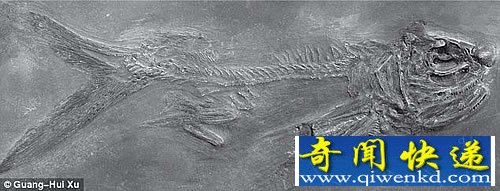 世界上最古老的飞鱼化石 可以追溯至2.35亿年到2.42亿年前