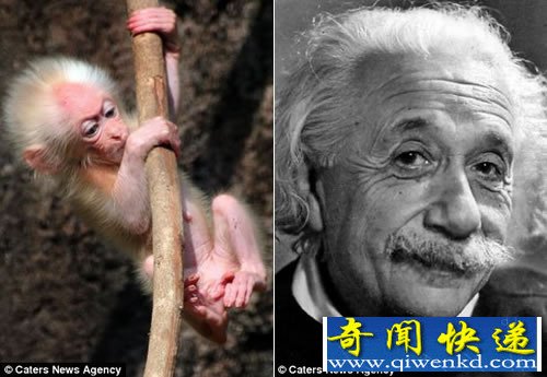 对比这只猕猴幼仔和爱因斯坦 发现两者之间有着惊人相似之处