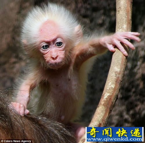 对比这只猕猴幼仔和爱因斯坦 发现两者之间有着惊人相似之处