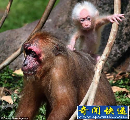 对比这只猕猴幼仔和爱因斯坦 发现两者之间有着惊人相似之处