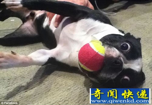 世界上眼睛最大的狗 眼球直径达28毫米
