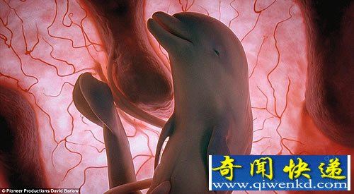 子宫内哺乳动物的神秘世界 令人惊叹
