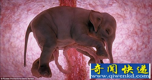 子宫内哺乳动物的神秘世界 令人惊叹