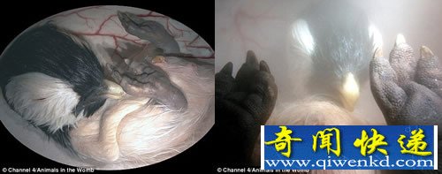 子宫内哺乳动物的神秘世界 令人惊叹
