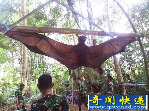 人类的个头 秘鲁捕获“蝙蝠王” 经常袭击人类
