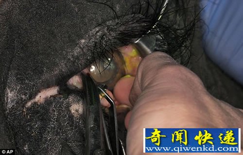 大象的超大号隐形眼镜 能帮助伤口愈合