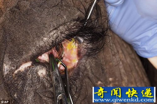 大象的超大号隐形眼镜 能帮助伤口愈合