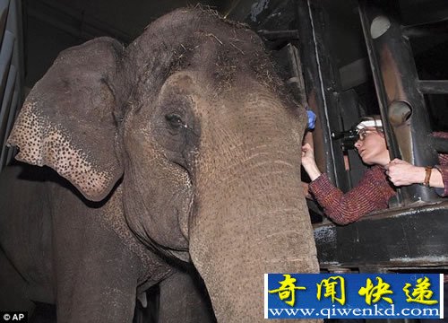 大象的超大号隐形眼镜 能帮助伤口愈合