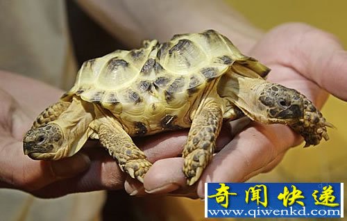 连体双头乌龟 共用一个胃和一条尾巴