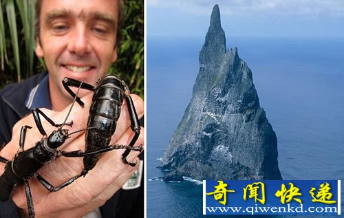 荒岛发现已灭绝的80年的神秘昆虫“树龙虾”