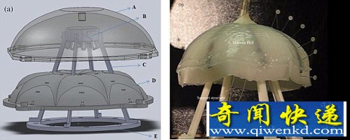 Robojelly水母机器人 未来的水下侦察兵以氢作为燃料