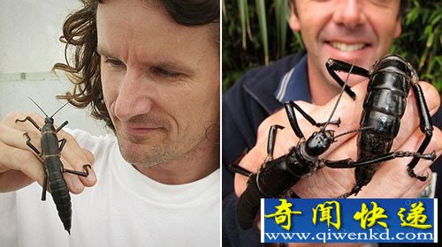 荒岛发现已灭绝的80年的神秘昆虫“树龙虾”