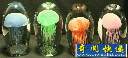 白天收光 晚上放光 不耗电的真正的水母尸体灯