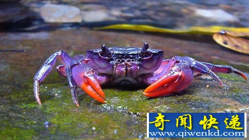 新物种 紫色螃蟹 可能只是偶然进化而来