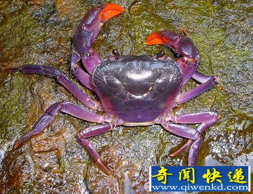 新物种 紫色螃蟹 可能只是偶然进化而来