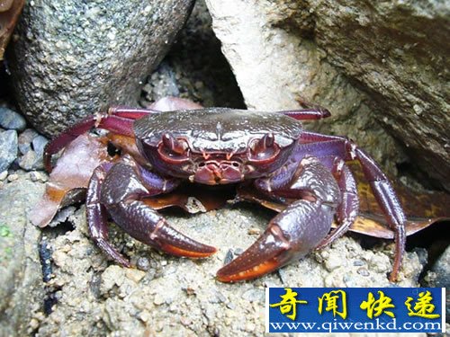新物种 紫色螃蟹 可能只是偶然进化而来