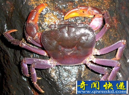 新物种 紫色螃蟹 可能只是偶然进化而来